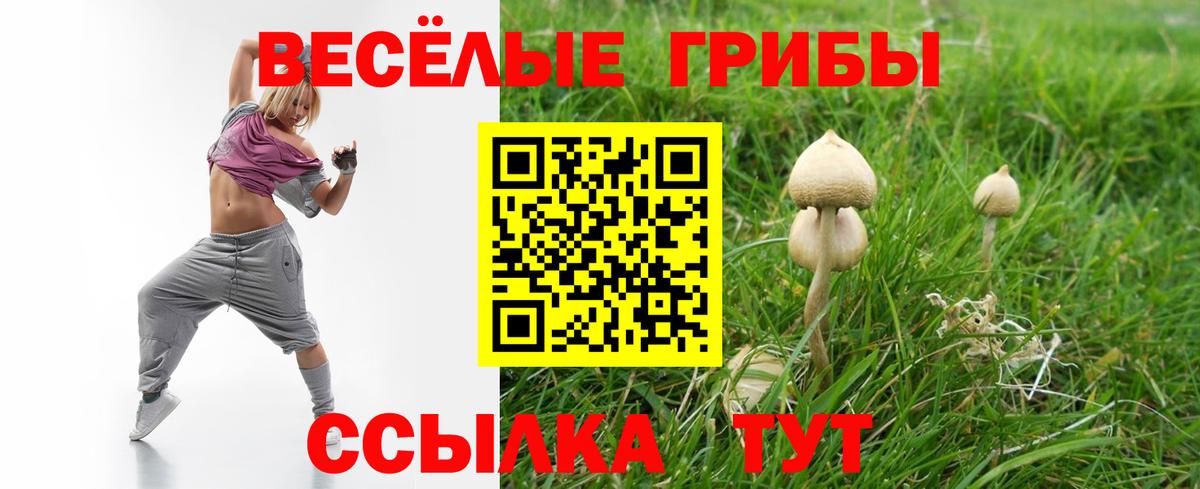 Галлюциногенные грибы Psilocybe Джанкой